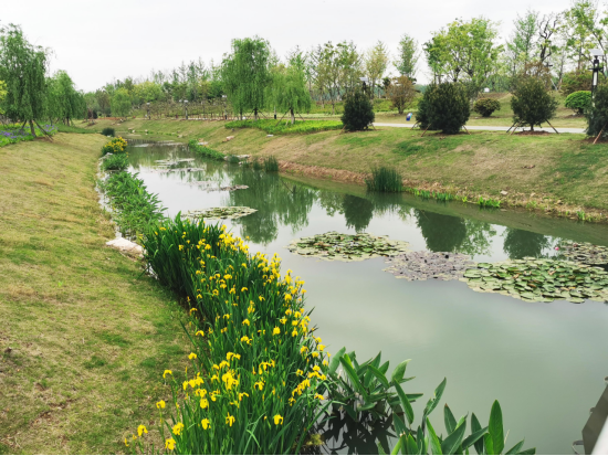 我们新沂市海绵城市的建设,让雨水收放自如!